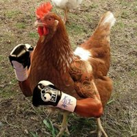 axell (@axell_power) 's Twitter Profile