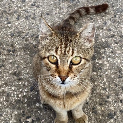 pendollino's profile picture. 