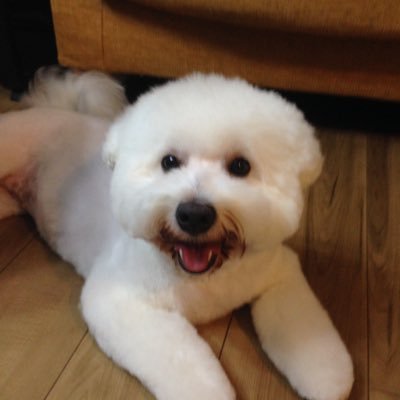 nearlyequalnear's profile picture. わんこ二匹と双子に囲まれてゲームして楽しい毎日。2024からは広島県人に。帰るけなー