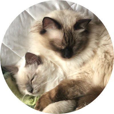 We are two floofilicious #RagdollCats, Ophur & the little devil that is my baby sisfur Rosie. We’re addicted to gogurt & birdie watching 🐾💙💕🐾 #CatsOfTwitter