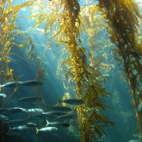 Seas The Opportunity & The Seaweed Alliance(@SeaweedAlliance) 's Twitter Profileg