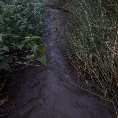 shubh_hmmmm's profile picture. Graphic design student