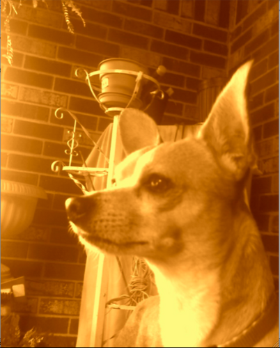 I am the freshest dog ever. Reppin' Hinesville, GA  and I'm the baddest on the block. Get with the Rockstar or get lost. #TeamSexy #TeamChihuahua #TeamFreshAF