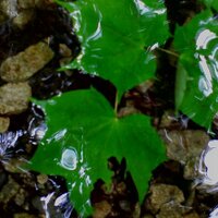 KASUKA (@kane_sampo) 's Twitter Profile