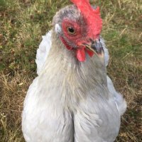 Nuage (@nuaaagee) 's Twitter Profile