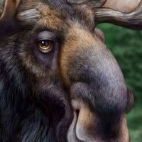 Money Moose (@moneymoose2) 's Twitter Profile