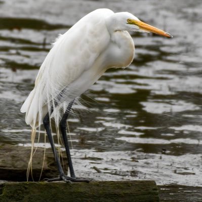 Birds in or around the Central New Jersey coast.