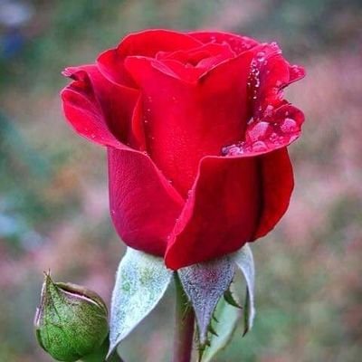 DildilNabi's profile picture. General Teacher. 
social service Sirji.