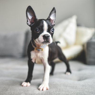 ❤️You love BostonTerrier?
🐶We share best photos & videos daily🐶
🐩Follow us and join the club🐩
🐕❤ HIT THAT FOLLOW BUTTON ❤🐕