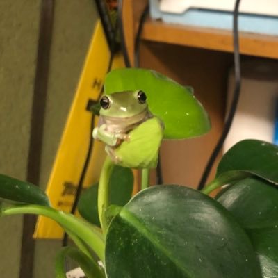 farmerfrog1989's profile picture. 🐸🦎🚗　きれいなことばを使える人に