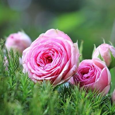 AkhiJakia's profile picture. আসসালামুয়ালাইকুম