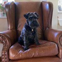 Henry Sharp (@drnoses) 's Twitter Profile Photo
