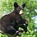 Brian W Campbear: Building-A-Bear Back Better (@brianwcampbell2) 's Twitter Profile