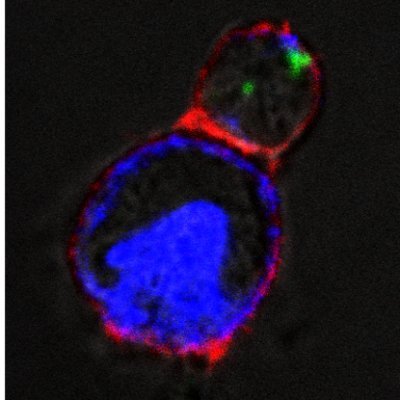 Official Twitter for the Society for Natural Immunity (SNI)!
Next meeting: https://t.co/DsyLPWjJ52
Last meeting: https://t.co/QS3a4p7XhG
https://t.co/qBYxzWxMTR for more info