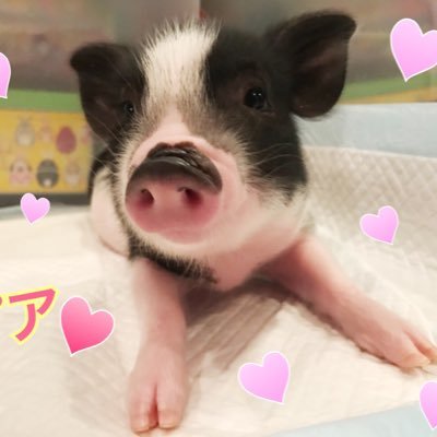 大好きな動物達に囲まれて、毎日癒しと笑いと元気を貰っています❤️そんな日常をのんびりマイペースにお届け♪♪