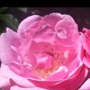 Robert Roos - @RoosFamily - Twitter