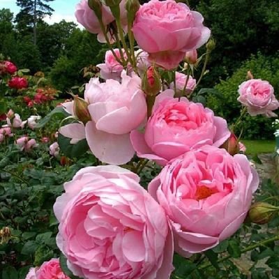 peterka60355193's profile picture. 