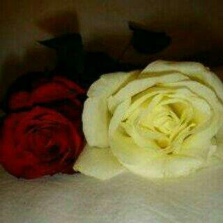 ❤ سبحان الله وبحمده .. سبحان الله العظيم ❤ من يظن بالله خيراً لايَخيب ❤