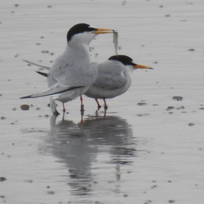 Beacon Lagoons Little Tern Project - Protecting Yorkshire's only breeding Little Terns, a stone's throw from Spurn Point. Please view the colony from Long Bank.