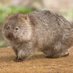 Wombat (@FanTerrier) Twitter profile photo