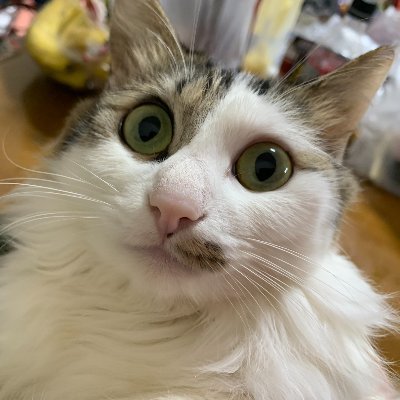 日常中心 エンジョイ勢 イラスト練習 飼える数の子猫保護民 声豚 オカルト・都市伝説エンタメ好 推すときはほぼ箱推し!!コスプレ&コスプレダンス見る専 DTM興味の民 文具沼・シール沼! 姫P願望梨?