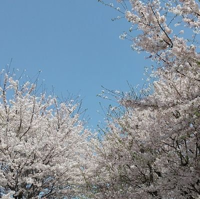 ２児の母🍀将棋🔰(観る・読む将、遂に入門書で勉強開始🐢将棋界のファンです✨)様々なオタクでもあります☺いいね！と感想用にTwitterを始めました💬素敵な呟きや素晴らしい記事、作品や動画を作って下さる方々に感謝が届きますように🙏いつも心の栄養をありがとうございます‼️(ヘッダーはABEMA様からの頂き物です)