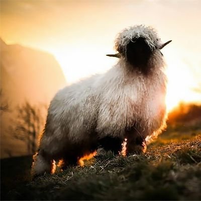 ClasslessTulip's profile picture. I write smutty fanfiction and tweet about yarn. You've been warned :)