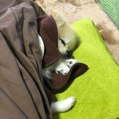 csYOYt2srl2z9Tb's profile picture. ポメ好きITエンジニア？