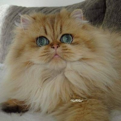 https://t.co/eFrhQRJFwV
#Cat #chat #kittens #chaton #animal #persian #persan #fannycat #exotic #beautifulcat #fyp #tiktok #pet