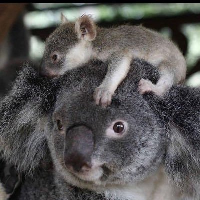 respectfully living on Gubbi Gubbi Country, student of science, facts & no bs, to the left, mum & friend, frustrated with old political systems, hemp advocate