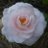 Hagi_roman19