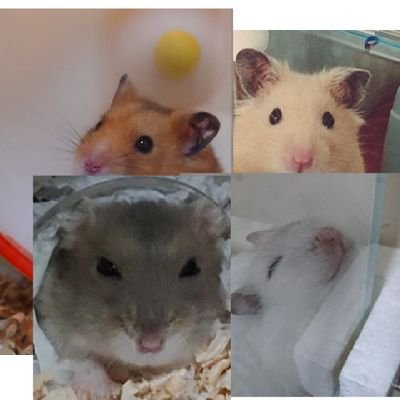 「一眼レフ📷」をやってます。気軽に絡んで頂ければうれしいです(*´ω｀*)
※双極性障害のせいでたまに病みますが温かい目で見守って頂ければ嬉しいです。

https://t.co/FOvU6itao2 ←アートフォトを販売中です
※第五回全日本芸術公募展にて入選しました