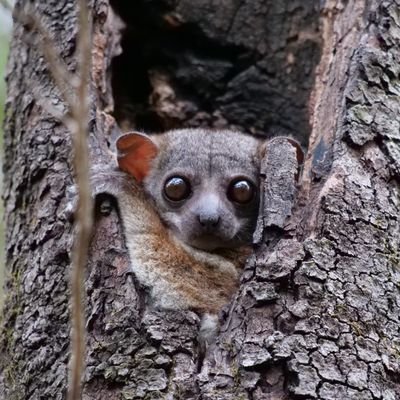 マダガスカルのサルとか、サメ・エイの味覚研究。京大OLCOB。Madagascar/lemur/shark/ray/taste