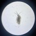 都立富士高校・附属中学 生物班 (@fuji_biology) Twitter profile photo 都立富士高校・附属中学 生物班 (@fuji_biology) Twitter profile photo