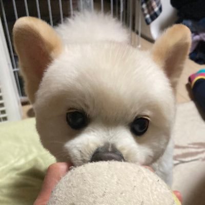 puppylovetomo Profile Picture