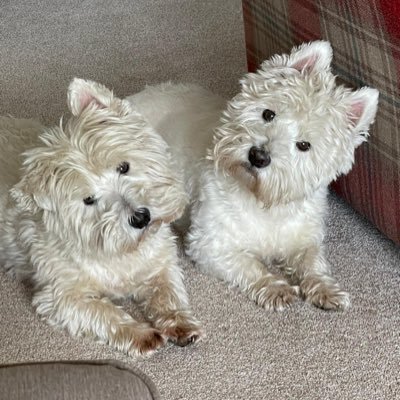 Westie George 14.5 years old, Loves life, full of fun, character & boundless energy. His beautiful Brother #RescueWestieHarry went OTRB 🌈 5.6.23 #Adopt #Rescue