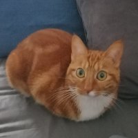 Mizz K (@catcalledamber) 's Twitter Profile
