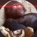 Gorilla Balls (@beatonpar) Twitter profile photo Gorilla Balls (@beatonpar) Twitter profile photo