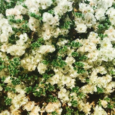 SCHWANNAWHCSs's profile picture. just do it!