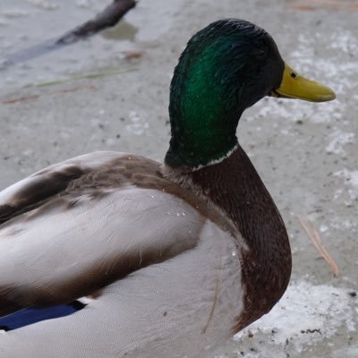 kg_kakes's profile picture. 社会人 n年目 着ぐるみ/3DS/カメラ/ダンガンロンパ/情報系/AVM