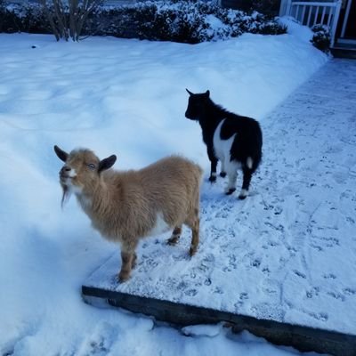 ChampionPengys's profile picture. Peace love and joy. Firm believer in the wordings of Bozee and practicing his teachings. Focus of mind and being