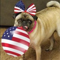 Rosie the Patriot Pug(@pug_rosie) 's Twitter Profile Photo