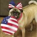 Rosie the Patriot Pug (@pug_rosie) Twitter profile photo