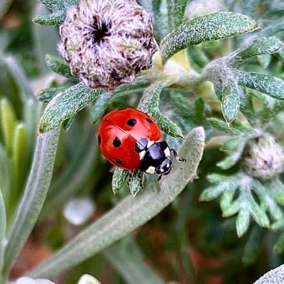 Follow me if you want to see more of my little wildlife haven in Oxfordshire - my magic pill that helps with my fibromyalgia 🌱🌿🐝🐞🐛🦋🐸🦔