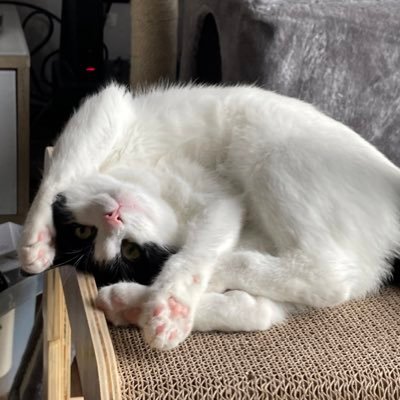 shuffles_cat's profile picture. 