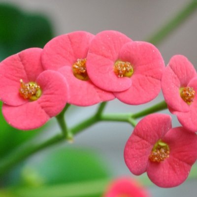 ThinhtranVt's profile picture. @switchboardxyz