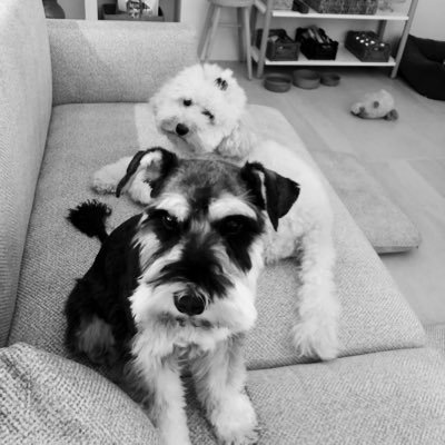 sinantaninmis's profile picture. 