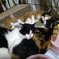 猫のやえー (@rabbit10marmot2) 's Twitter Profile