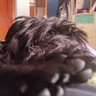 elperroliante's profile picture. Me gustan las salchichas, las pelotas, dormir debajo del edredón y perseguir a todos los gatos que me encuentre.