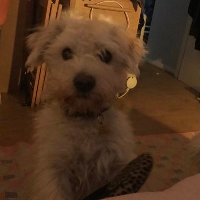 dog person, feminist, introvert, AuDHD, ND specialist psychologist…my views are my own and not associated with any workplace